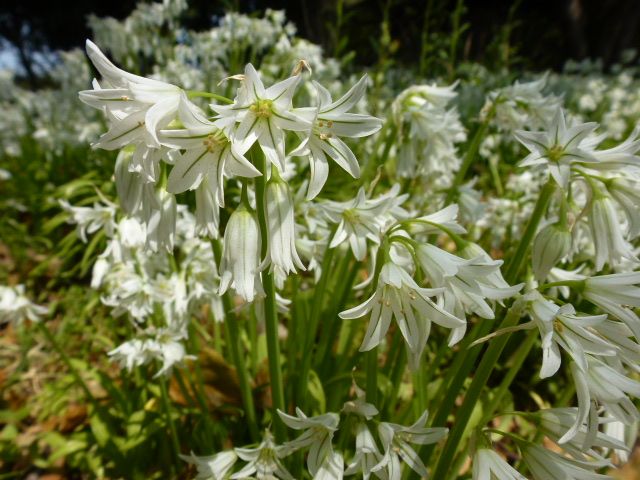 アリウム トリケトラム チューリップ色々 昭和記念公園で 写真あり 私の好きな花 楽天ブログ