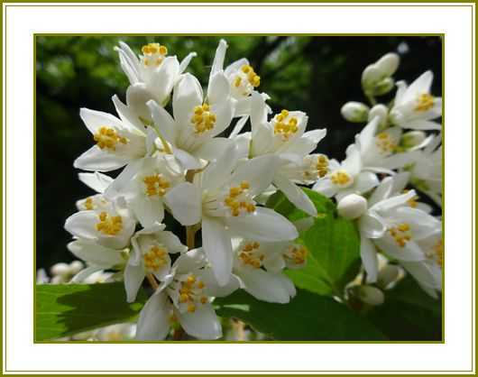園芸 の記事一覧 花の歳時記 天南星の魅力 山野草 楽天ブログ
