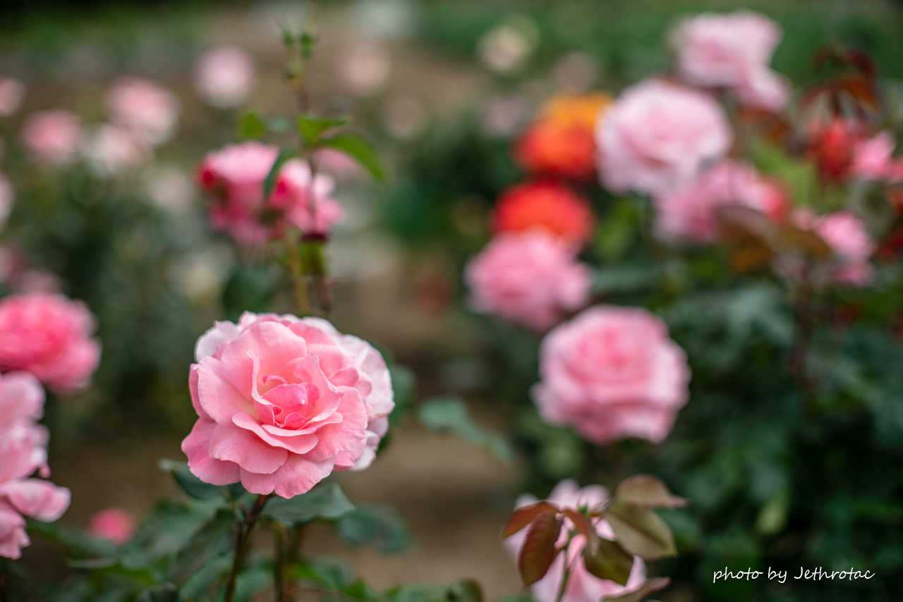 MC ROKKOR-PG 58mm F1.2」開放の気持ちよさ、でも | ♡ With My