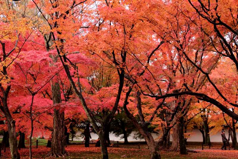 通天橋庭園_003.jpg