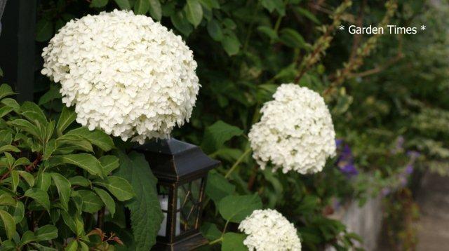 Hydrangea arborescens 'Annabelle'