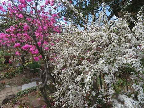 吉野ツツジと雪柳は ピンクと白の競演 挿し木ゼラニウムの花 静かな時が流れる 風の庭 楽天ブログ