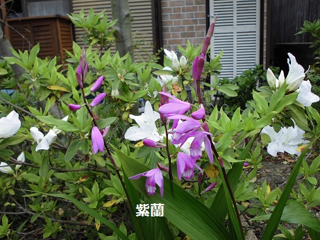 紫蘭
