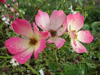 IMG_0680ss.jpg