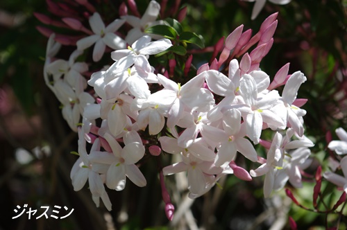 フラワーセンター大船植物園にて