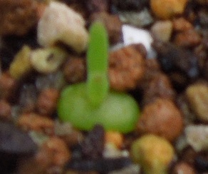 カルノーサム11-16-3