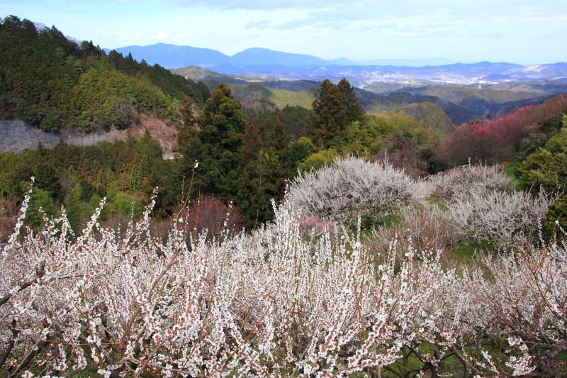 広橋梅林_005.jpg