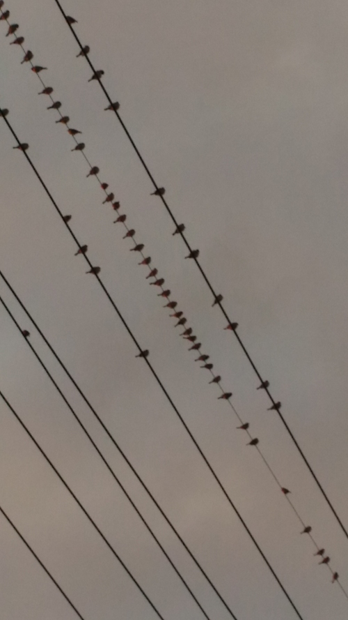 20151201001.jpg