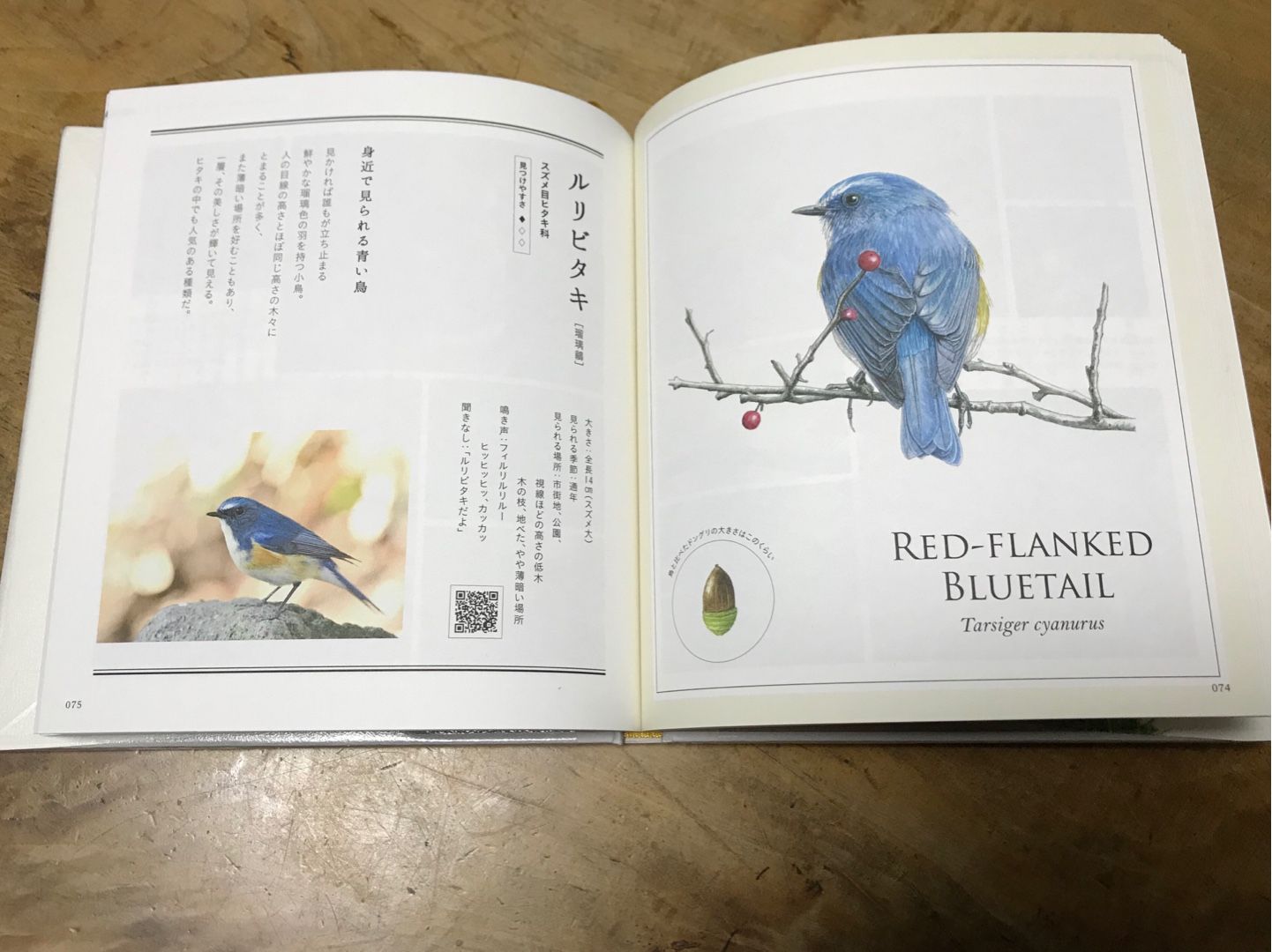 野鳥の名前 | のん木ぶろぐ - 楽天ブログ