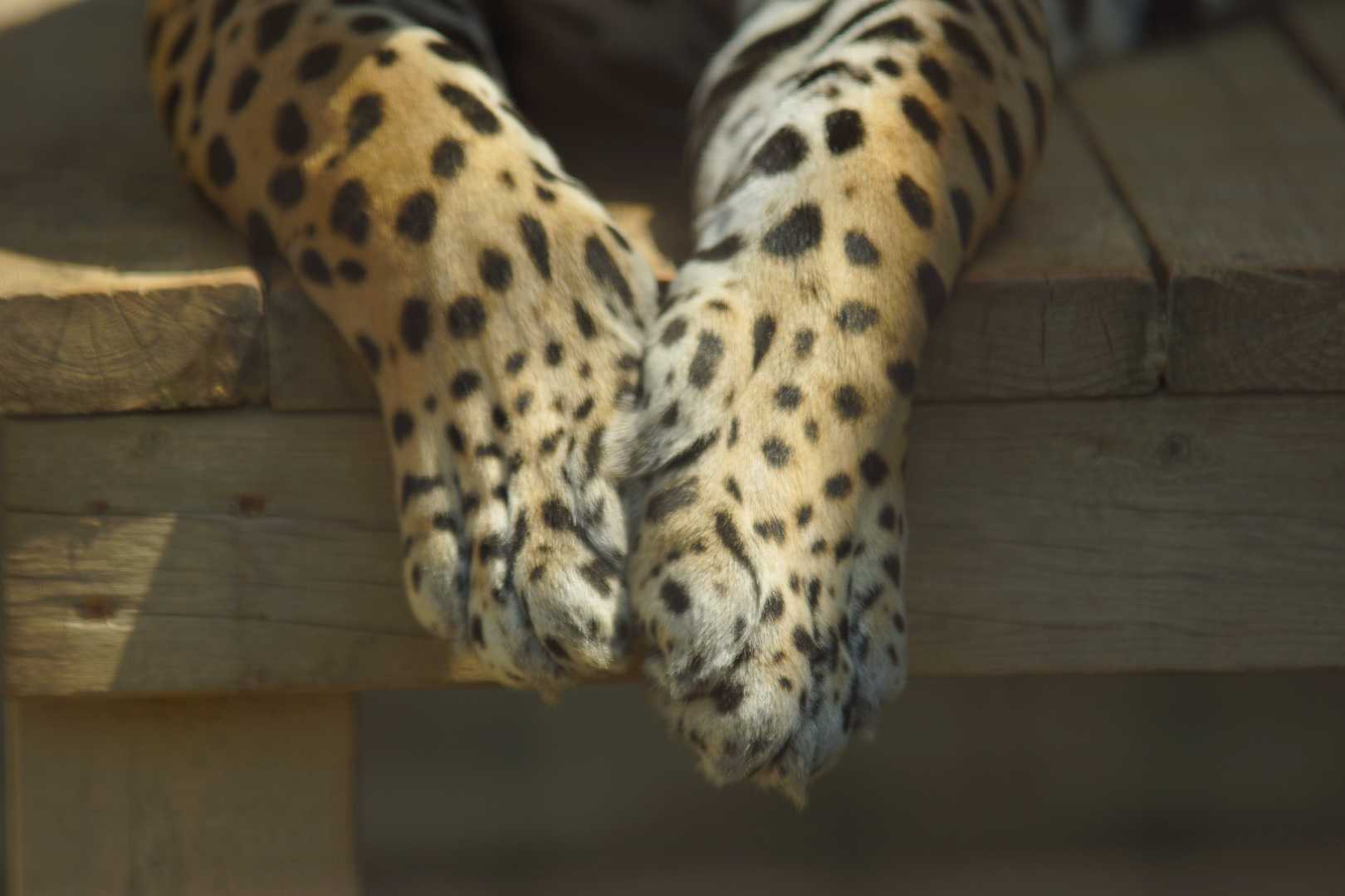 姉妹動物園week21 メキシコの動物たち 今日は誰と会えるかな だいたい東山動植物園 楽天ブログ