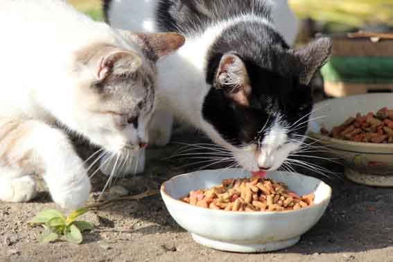 我が家のニャンコ♪2013/12/10-3