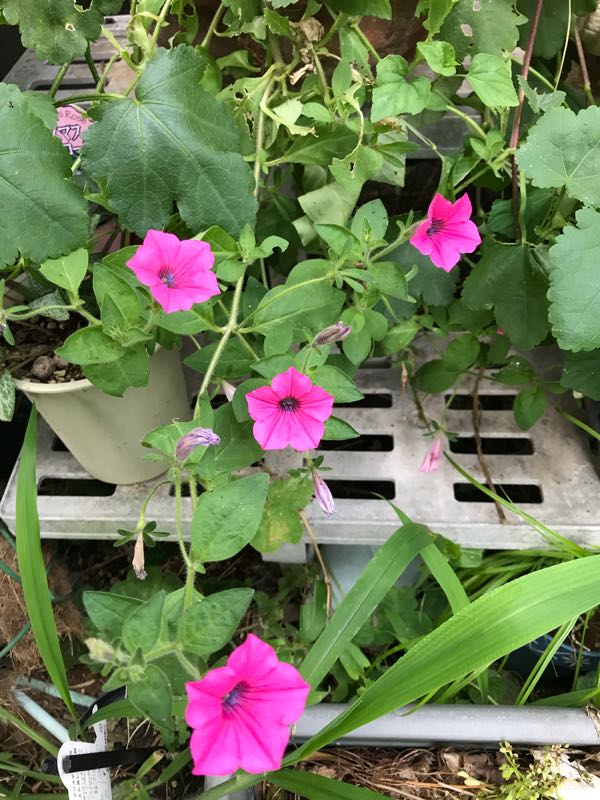 rblog-20180628172147-02.jpg