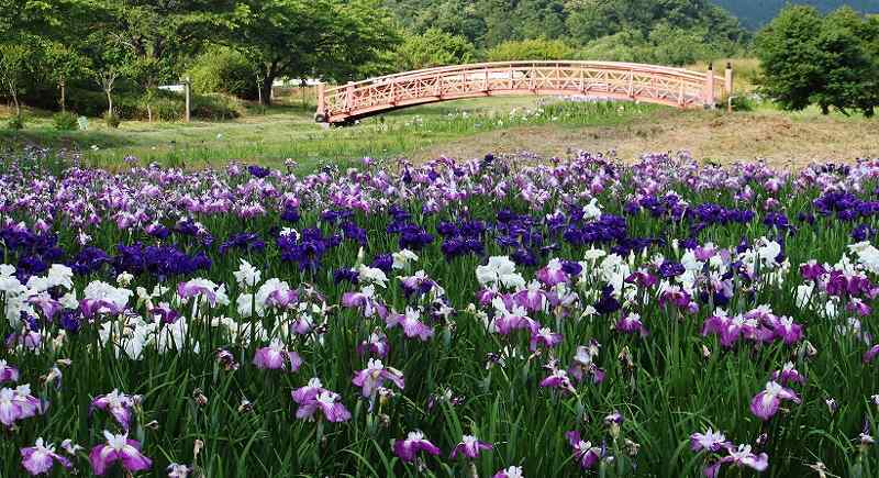 IMG_1898 (800x435).jpg