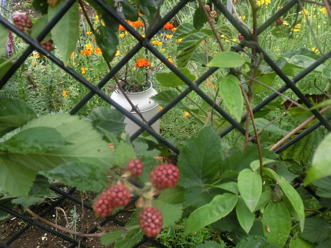 ブラックベリー