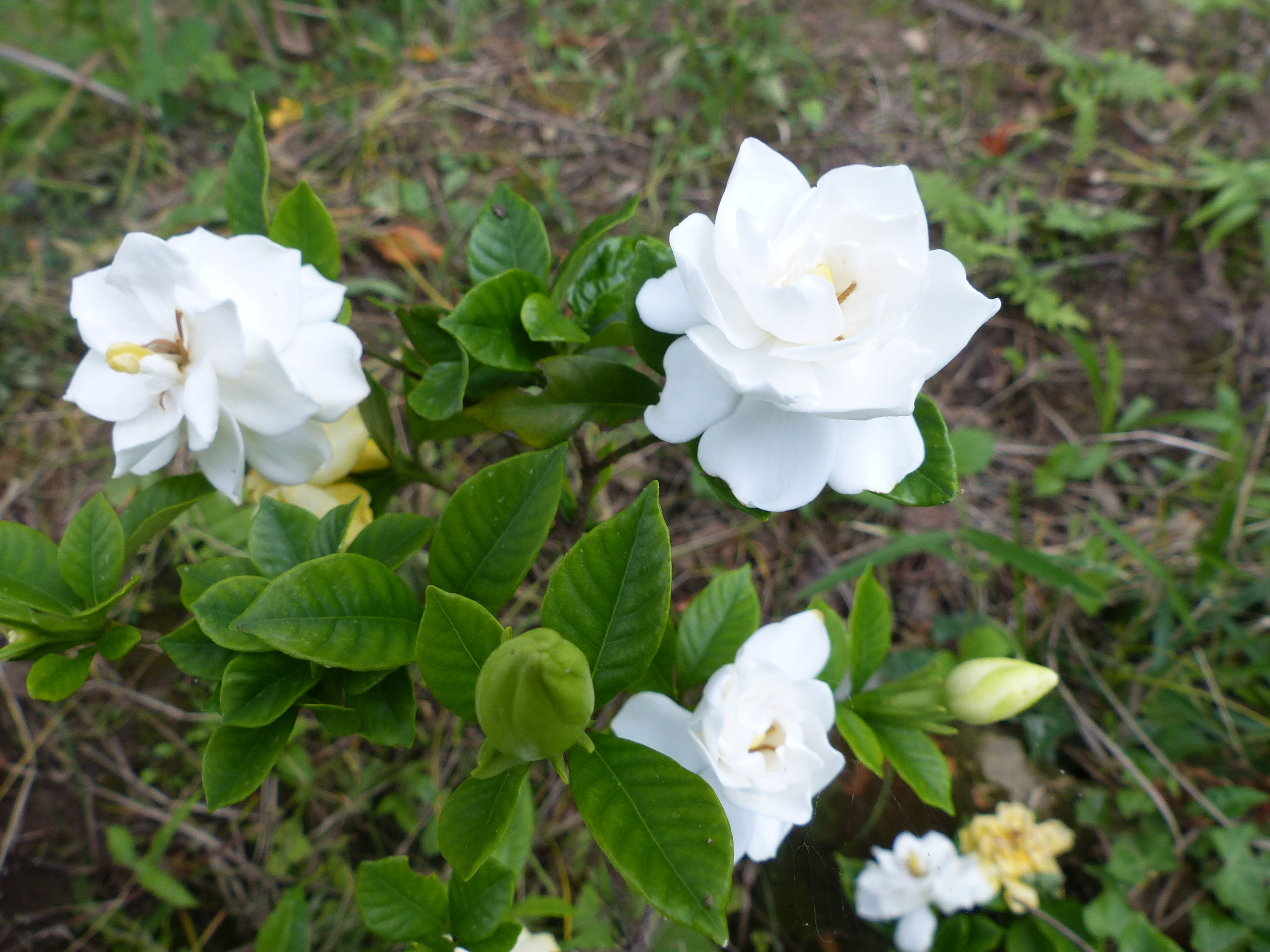 ブッドレアの花も 咲き出した オープンガーデン 蕗のとう 楽天ブログ