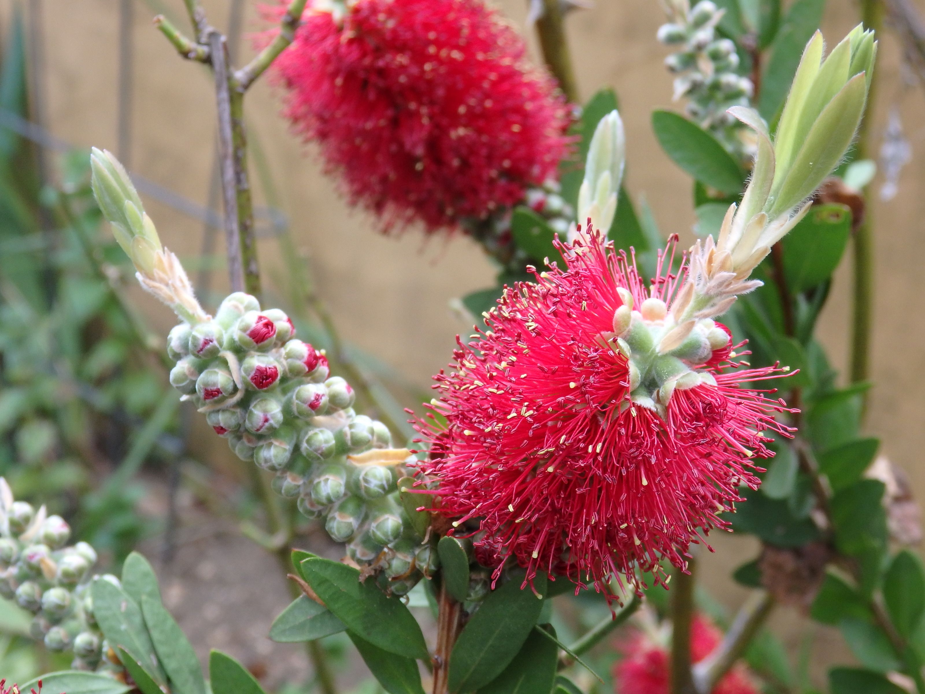 ６月の花木たち Kimi Teaの花日記 楽天ブログ