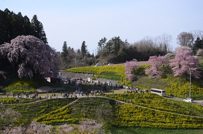 合戦場の桜