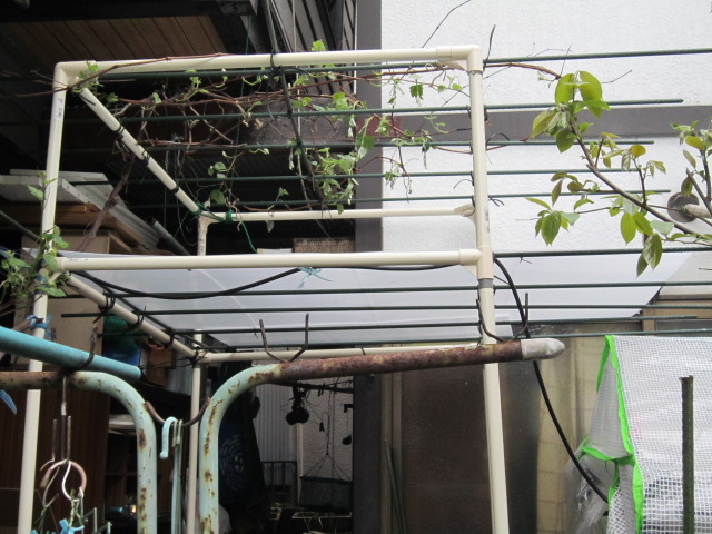 20120430ぶどう棚.jpg