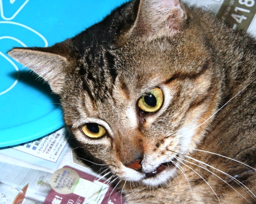 20151208ﾙﾅ02.jpg