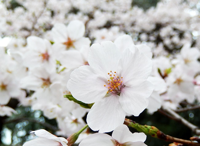 桜５