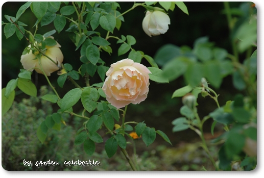 コンテ・ドゥ・シャンパーニュ1