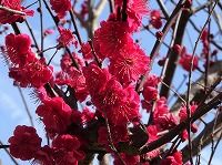 ２月３日の誕生花 コウバイ 紅梅 の花言葉 優美な人 紅色のウメ 梅 の花の あでやかさ 弥生おばさんのガーデニングノート 花と緑の365日 楽天ブログ