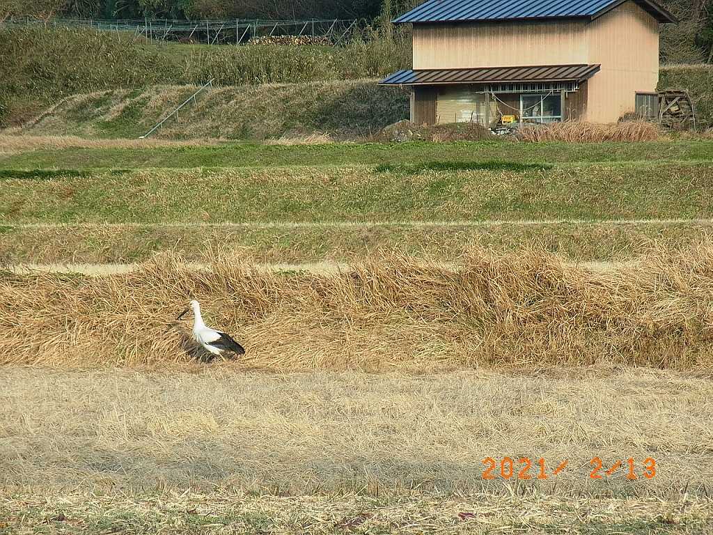 コウノトリ