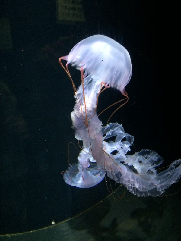rblog-20150622230522-01.jpg