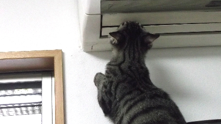 すずひめ　10月18日　2号の上　遊ぶ.jpg