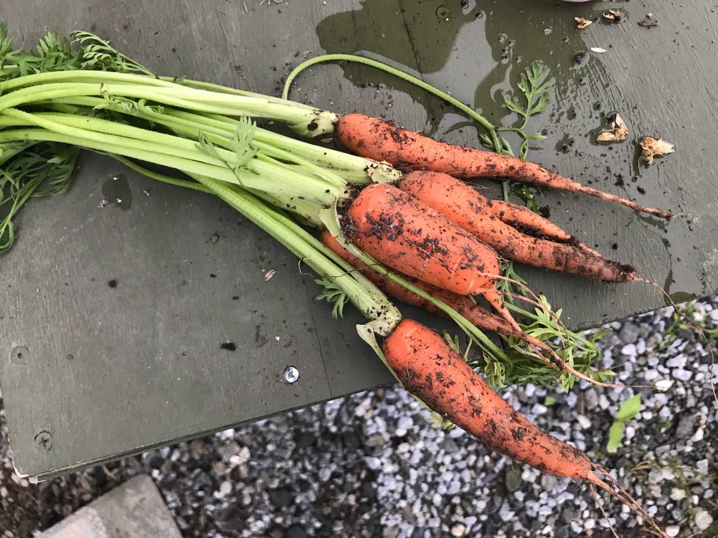 プランターの人参を収穫 ネコと野菜と私 楽天ブログ