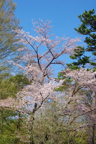 井の頭恩賜公園にて