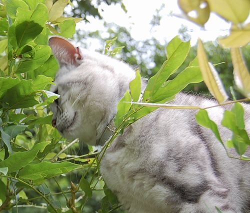 DSC_0601.JPG