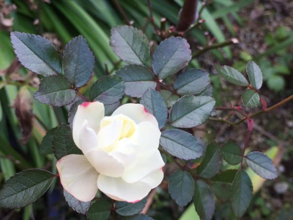 rblog-20170116091229-10.jpg