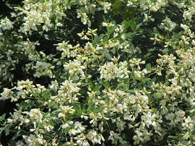 花９白ハギ.jpg