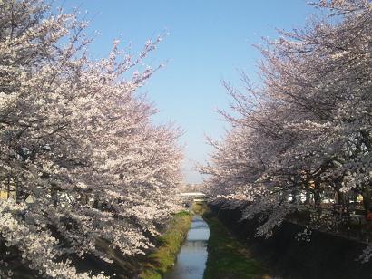 0408sakura3.JPG