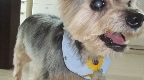 かわいいでしょ