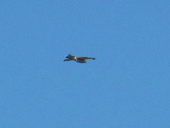conv0475.JPG