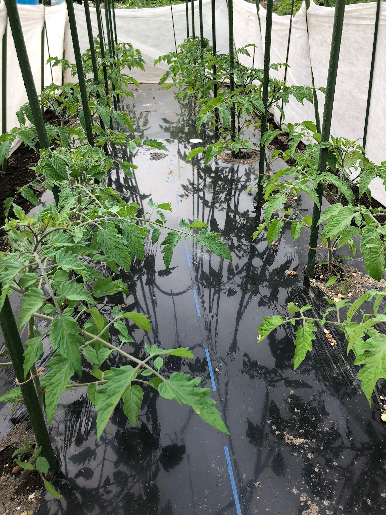 トマトは芽かきを忘れずに ちょろ松の家庭菜園奮闘記 楽天ブログ