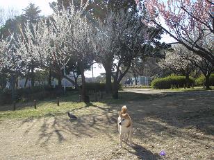わんこの常識