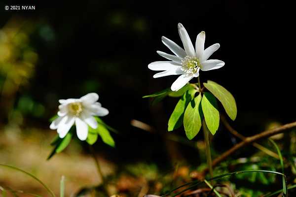 記事一覧 華のある暮らし Feat 徒然草 花の写真館 楽天ブログ