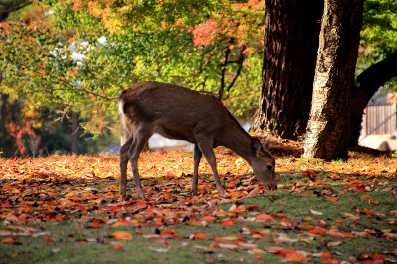 奈良公園_002.jpg
