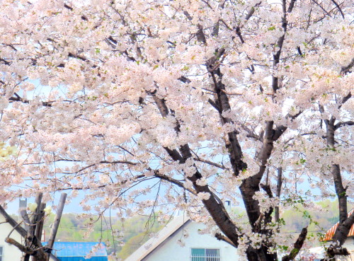 公園5.jpg