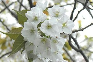 大島桜.jpg