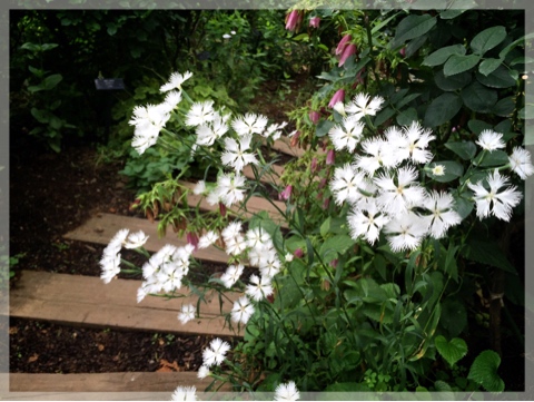 横浜イングリッシュガーデンの紫陽花