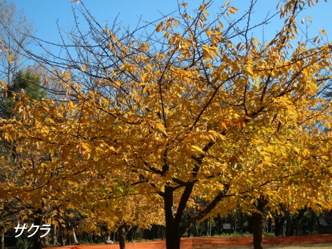 林試の森公園