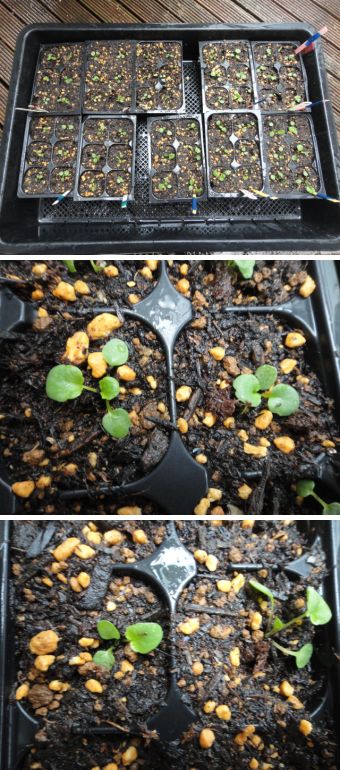７月２日播種のビオラ、セルトレーに移植時の様子