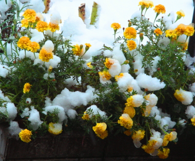 2017-10-23snow (2).JPG