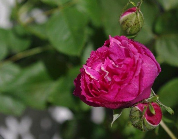 IMGP2330.jpg