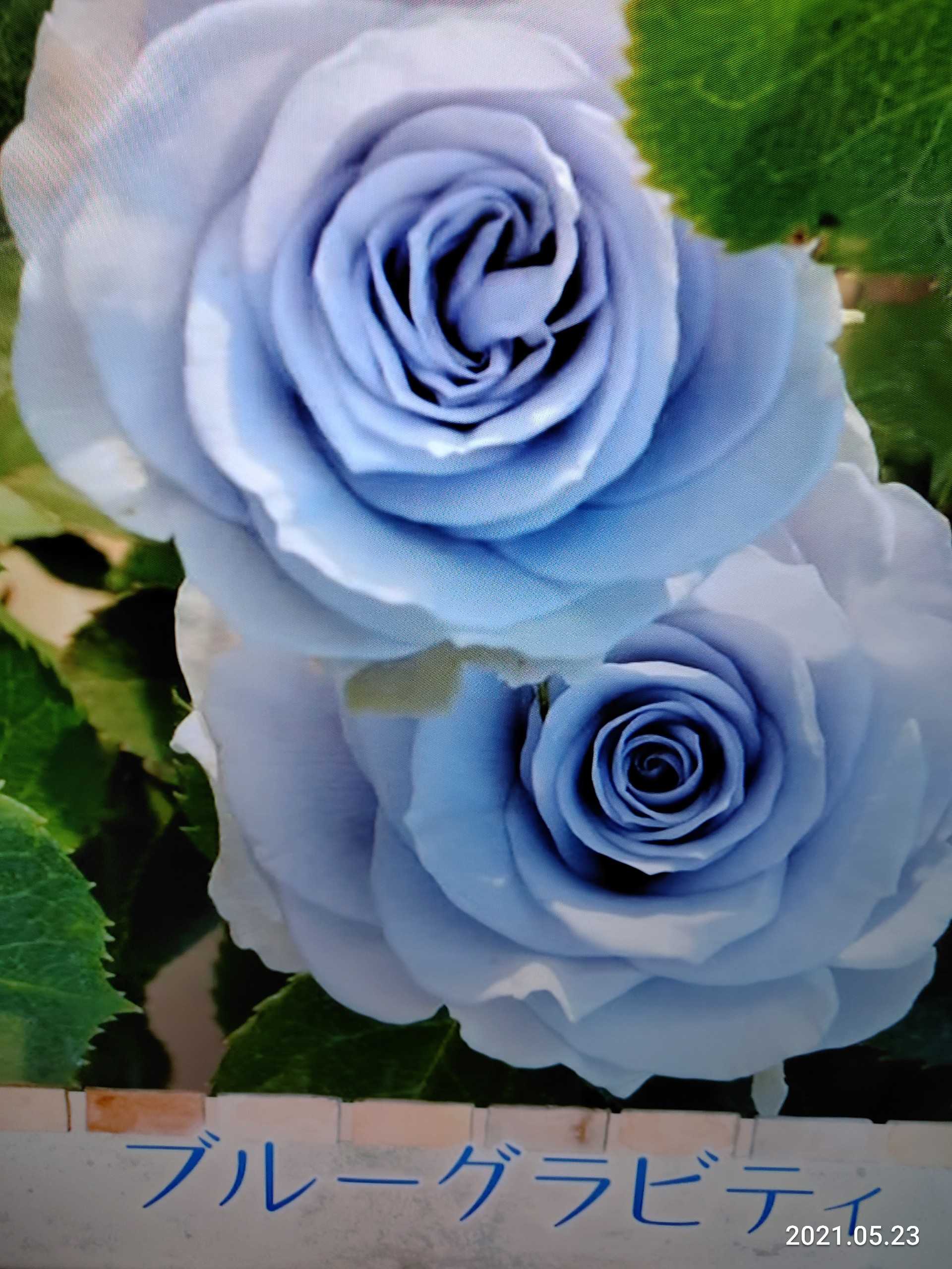 育種家「バラの家」木村拓のりさんNHK「趣味の園芸」に・我が家の