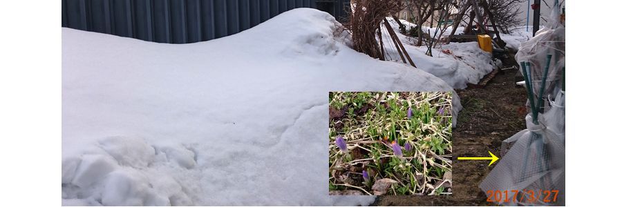 ３／２７庭の雪.jpg